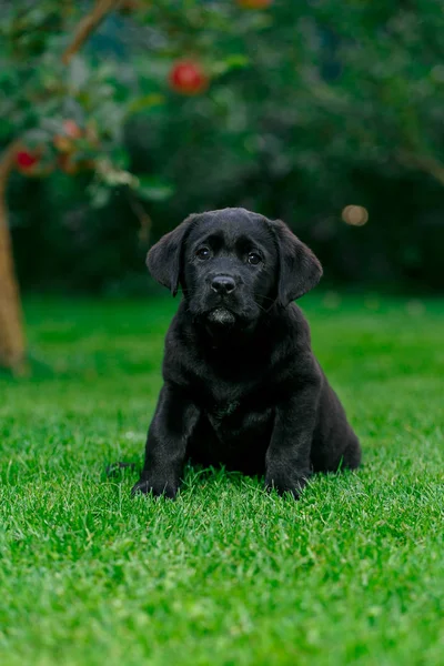 Labrador Pups Van Zwart Wit Zomer Worden Gespeeld Het Gazon — Stockfoto