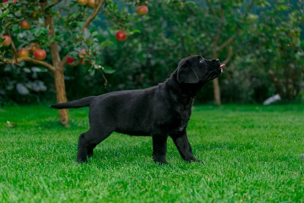 Labrador puppies of black and white in the summer are played on the lawn