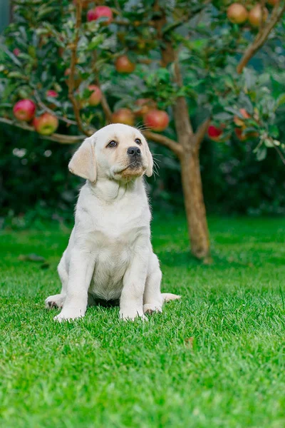 Labrador puppies of black and white in the summer are played on the lawn