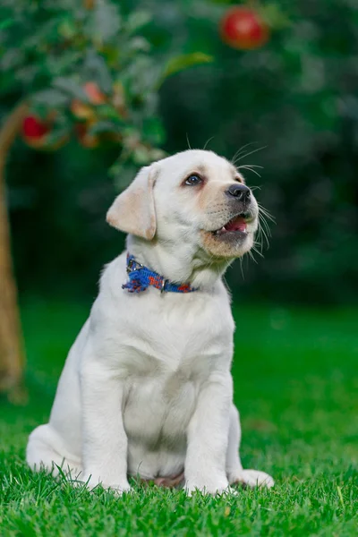 Labrador Pups Van Zwart Wit Zomer Worden Gespeeld Het Gazon — Stockfoto