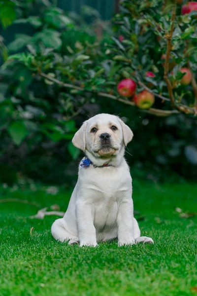 Labrador Pups Van Zwart Wit Zomer Worden Gespeeld Het Gazon — Stockfoto