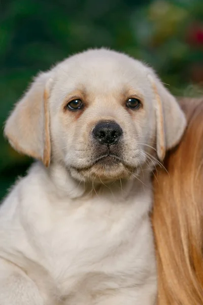 Labrador Pups Van Zwart Wit Zomer Worden Gespeeld Het Gazon — Stockfoto