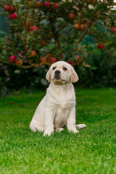 Labrador Puppies Black White Summer Played Lawn Royalty Free Stock Images
