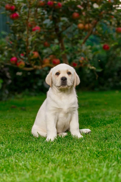 Labrador Cachorros Blanco Negro Verano Juegan Césped Fotos De Stock Sin Royalties Gratis