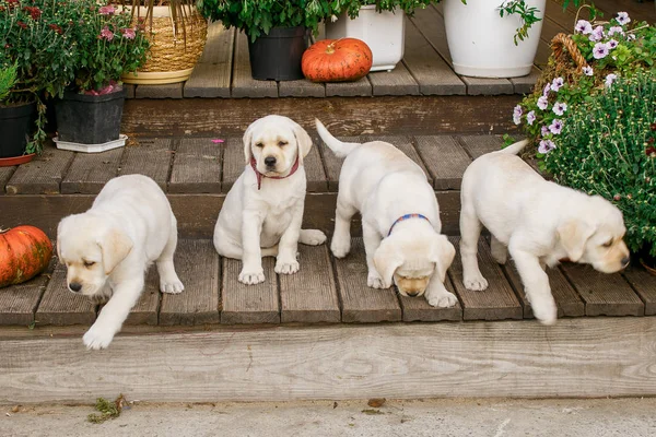 Cachorros Labrador Preto Branco Verão São Jogados Gramado Fotos De Bancos De Imagens