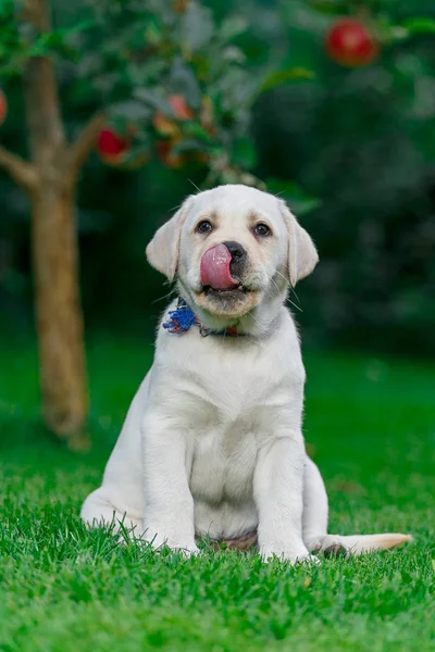 Labrador Cachorros Blanco Negro Verano Juegan Césped Imagen De Stock