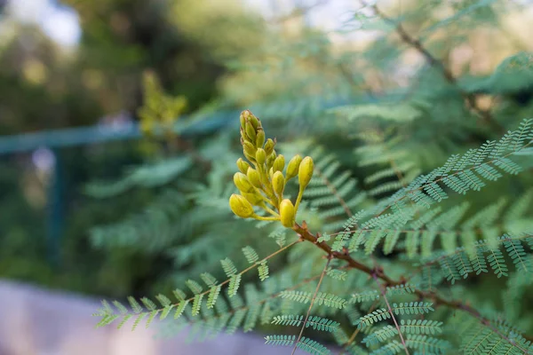Erythrostemon Gilliesii Exótico Arbusto Con Flores Amarillas Estambres Rojos También — Foto de Stock