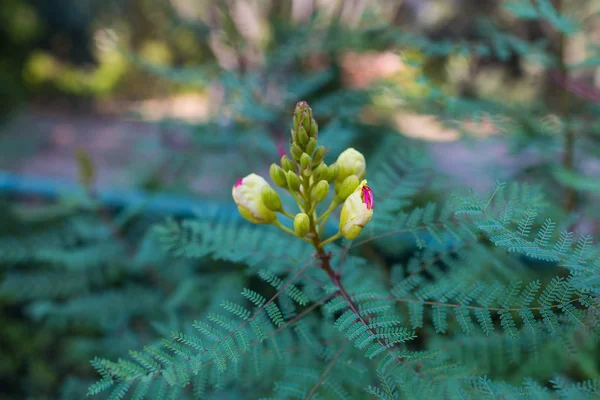 Erythrostemon Gilliesii Exótico Arbusto Con Flores Amarillas Estambres Rojos También — Foto de Stock