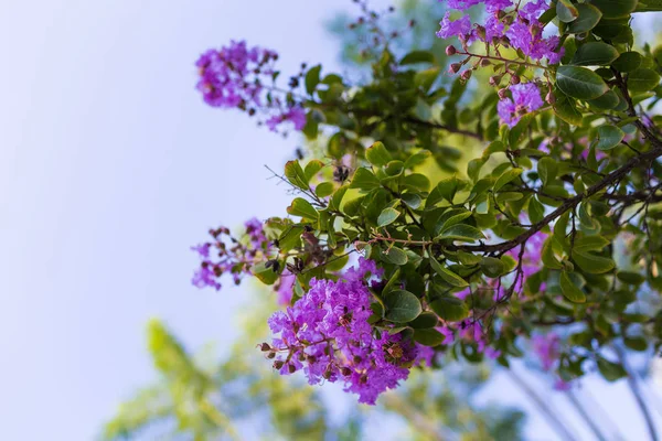 Crepe Mirto Púrpura Flores Una Rama Árbol Vista Inferior Día — Foto de Stock
