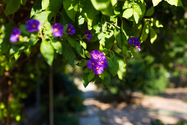 Lycianthes Rantonnetii Arbusto Patata Azul Las Flores Paraguayas Color Púrpura — Foto de Stock