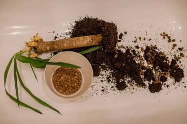 Banyoda çiçek repotting