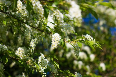 taze bahar gr ile çiçek açan kuş-kiraz ağacının küçük şube