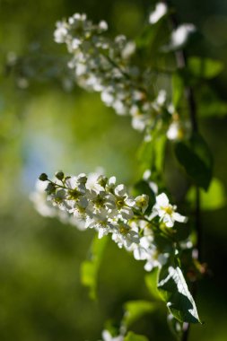 taze bahar gr ile çiçek açan kuş-kiraz ağacının küçük şube