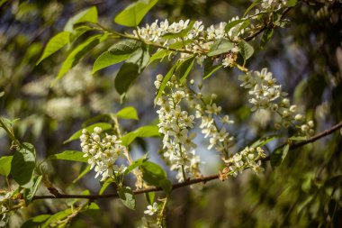 taze bahar gr ile çiçek açan kuş-kiraz ağacının küçük şube