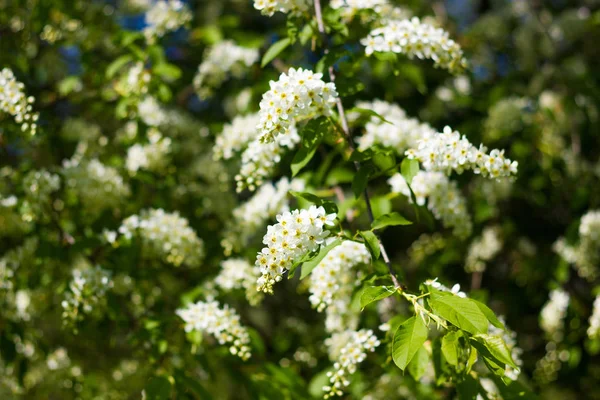 taze bahar gr ile çiçek açan kuş-kiraz ağacının küçük şube
