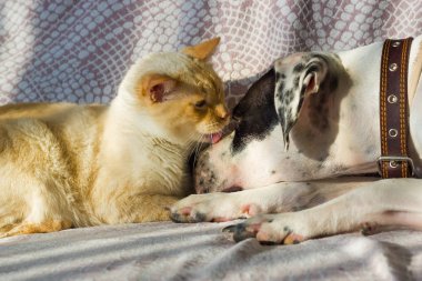 İngiliz işaretçi ve kedi güneşli bir günde kanepede yalan