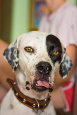 Açık ağız ve dil ile İngilizce işaretçi ağız