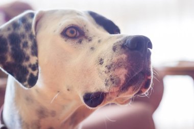 İngilizce işaretçi namlu