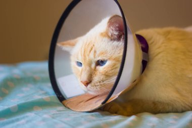 Kırmızı işaretleri kedi yaka koni giyen Tay beyaz