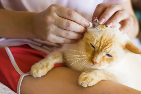女人擦猫的耳朵 — 图库照片