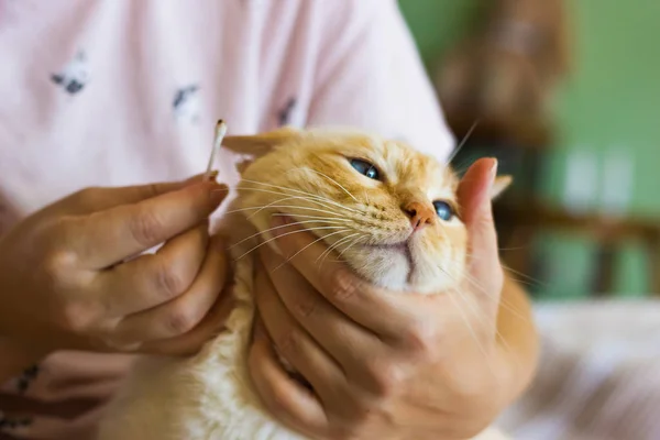 女人擦猫的耳朵 — 图库照片