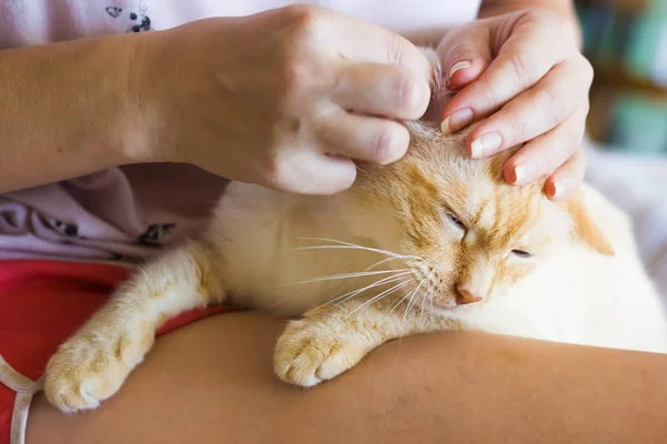 女人擦猫的耳朵 — 图库照片