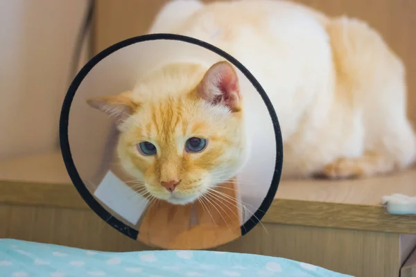 Kırmızı işaretleri kedi yaka koni giyen Tay beyaz
