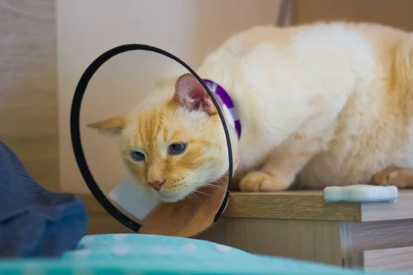 Tailandés blanco con marcas rojas gato usando cono en el cuello — Foto de Stock