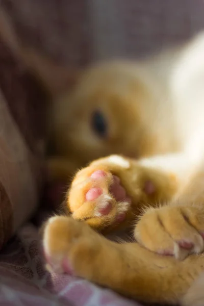Thai white mit roten Flecken Katze mit blauen Augen schläft ein — Stockfoto