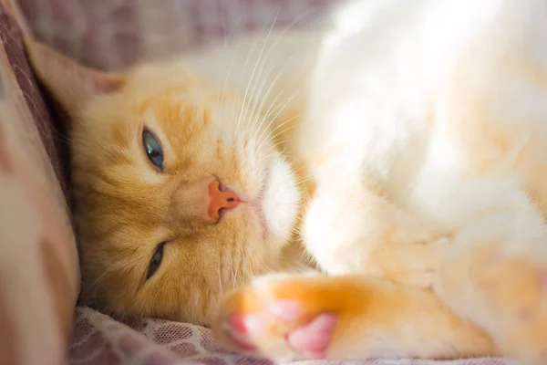 Thai bianco con segni rossi gatto con gli occhi blu sta dormendo — Foto Stock