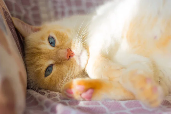 Tailandês branco com marcas vermelhas gato com olhos azuis está dormindo — Fotografia de Stock