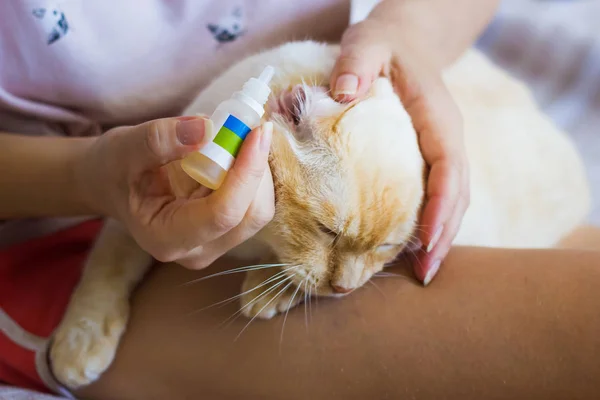 Women cleans cats ears