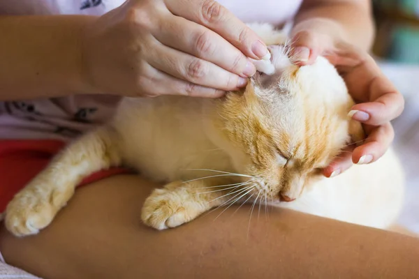 Women cleans cats ears