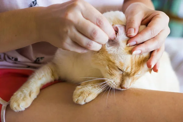 Women cleans cats ears