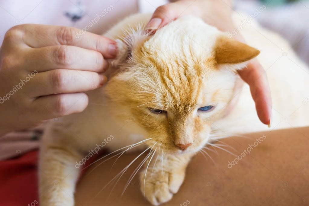 Women cleans cats ears