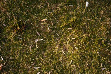 seed shuck and cigarette butts lie on lawn Izmir, Turkey clipart