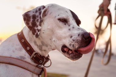 Dalmaçyalı köpek ile karışık yerli Pointer Portresi