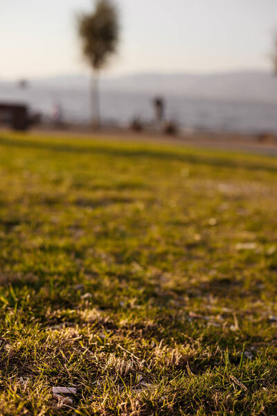 Семена раковины и окурки лежат на лужайке Измир, Турция
