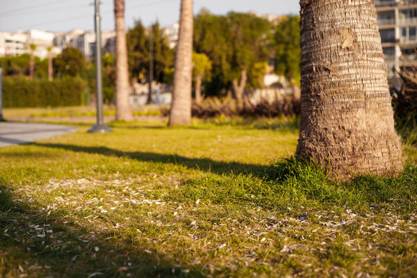 Семена раковины и окурки лежат на лужайке Измир, Турция
