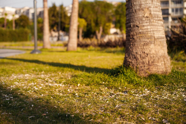 Семена раковины и окурки лежат на лужайке Измир, Турция
