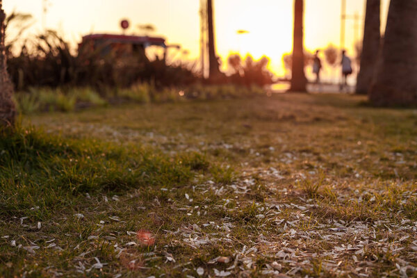Семена раковины и окурки лежат на лужайке Измир, Турция
