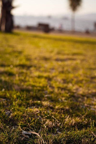 Семена раковины и окурки лежат на лужайке Измир, Турция
