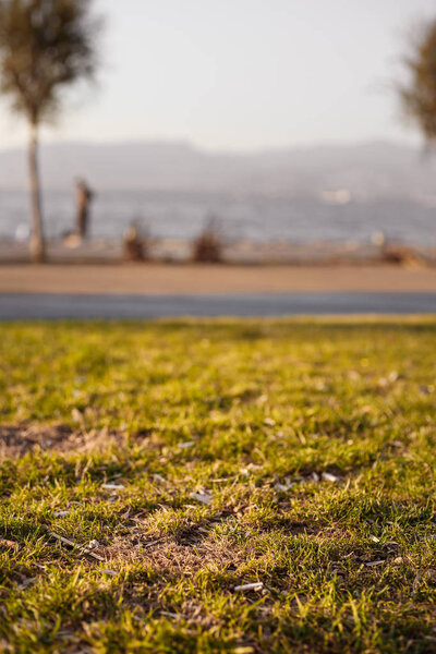 Семена раковины и окурки лежат на лужайке Измир, Турция
