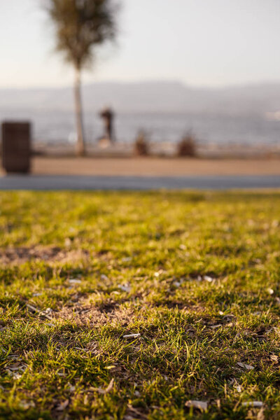 Семена раковины и окурки лежат на лужайке Измир, Турция
