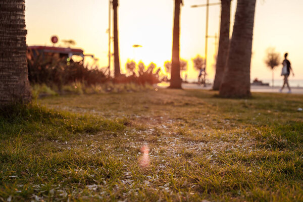 seed shuck and cigarette butts lie on lawn Izmir, Turkey