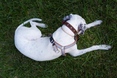 Yerli Pointer çim, üst üzerinde yatan Dalmaçyalı köpek ile karışık