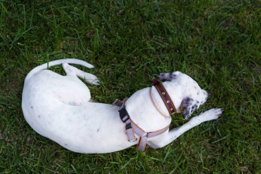 Yerli Pointer çim, üst üzerinde yatan Dalmaçyalı köpek ile karışık