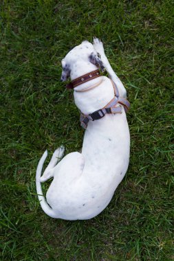 Yerli Pointer çim, üst üzerinde yatan Dalmaçyalı köpek ile karışık