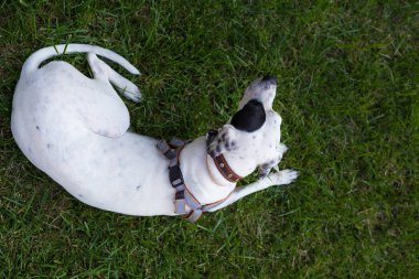 Yerli Pointer çim, üst üzerinde yatan Dalmaçyalı köpek ile karışık