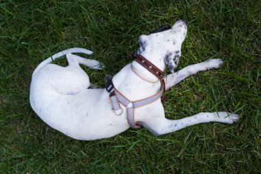 Yerli Pointer çim, üst üzerinde yatan Dalmaçyalı köpek ile karışık